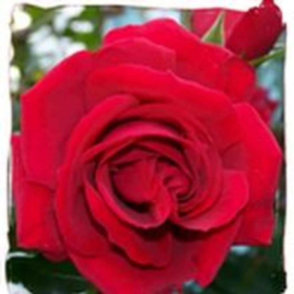 Emma Lee Palmer Smith Profile Photo