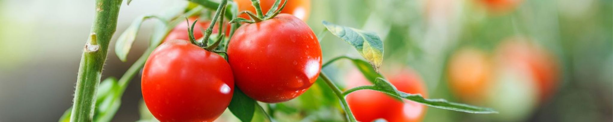 Cover for Michele (Mike) Iemma's Obituary