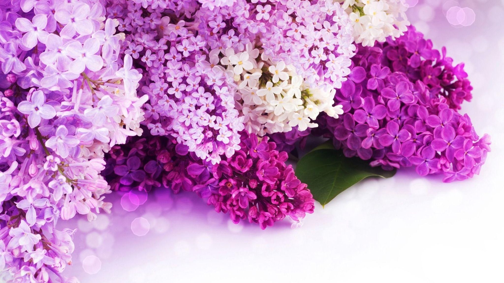 Cover for Lisa A. Uffner's Obituary