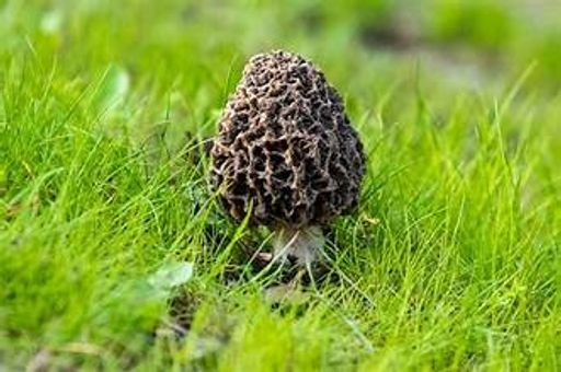 Audrey Arlene Potter's obituary image