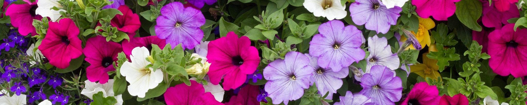 Cover photo for Kathleen Reddy's Obituary