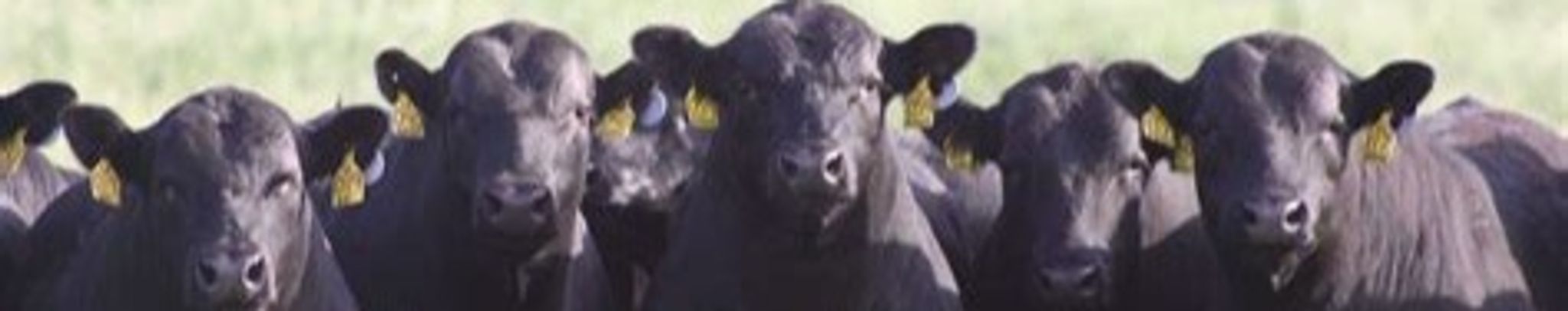 Cover for Barbara Ann McBride's Obituary