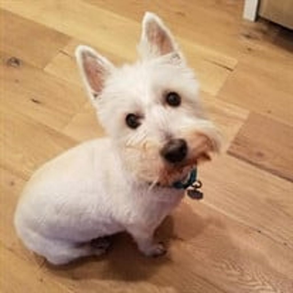 Hans Profile Photo