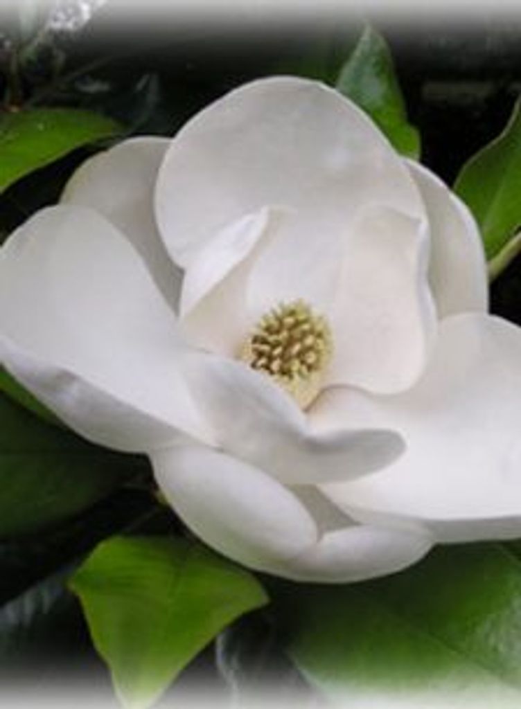 Loretta Marie Larzelere Profile Photo