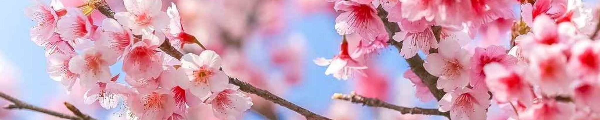 Cover photo for MaryAnn Miller's Obituary