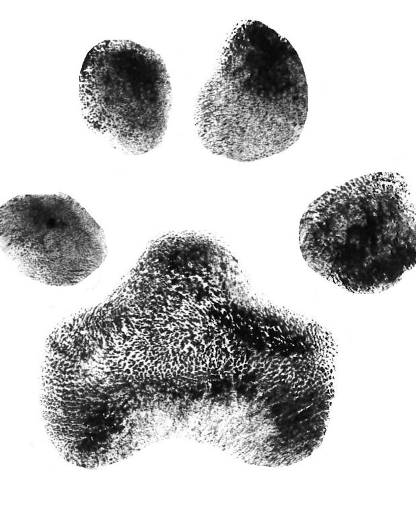 Tatonka Davis Profile Photo