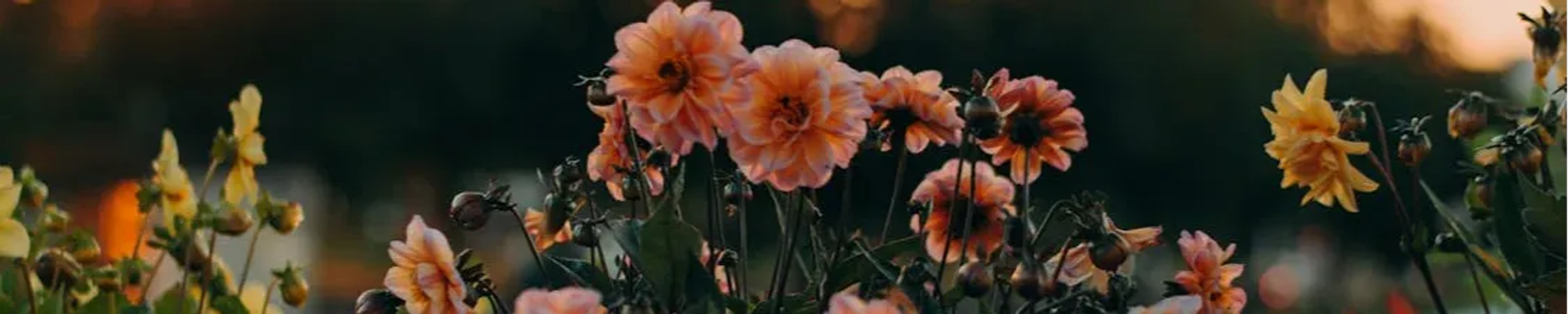 Cover photo for Bonnie S. Troxell's Obituary