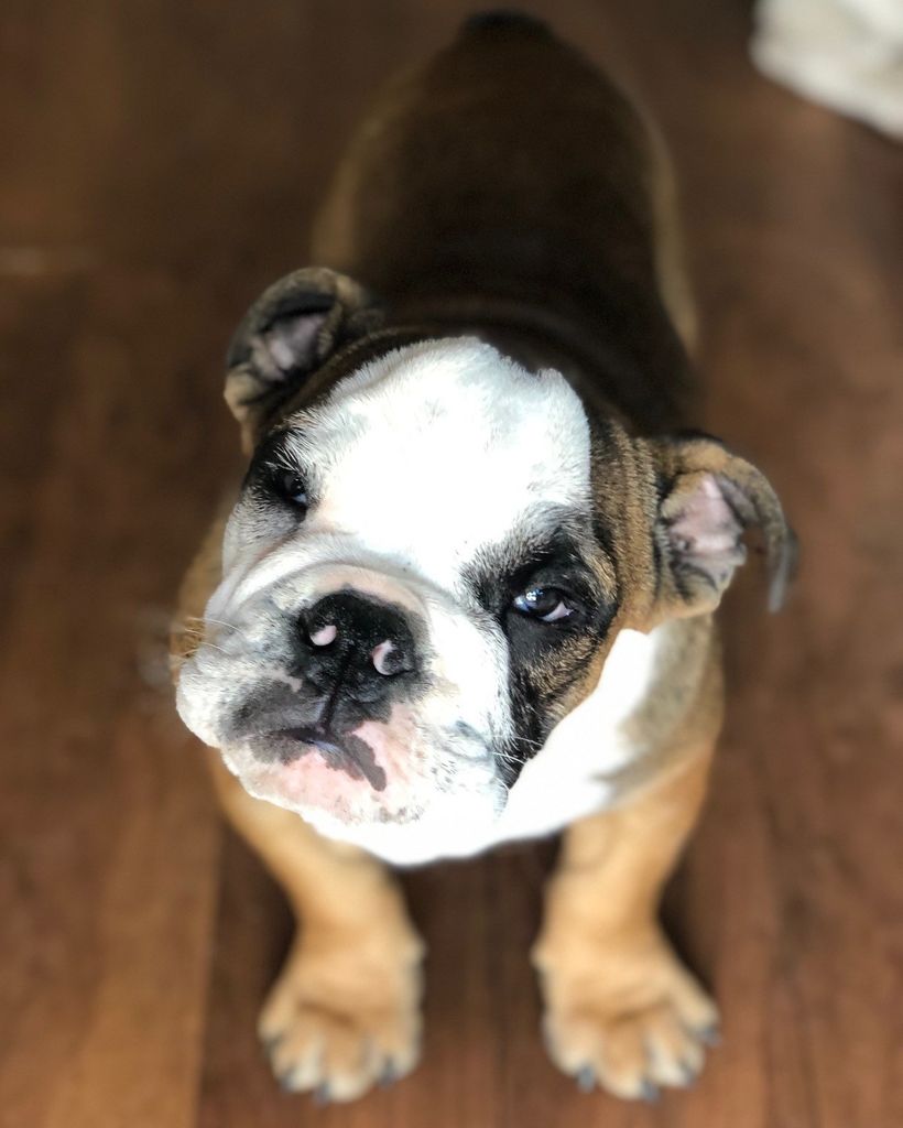 Beefy Rice Profile Photo