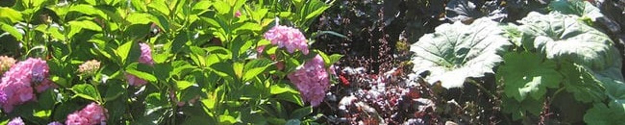 Cover photo for Ann Marie LaCaze's Obituary