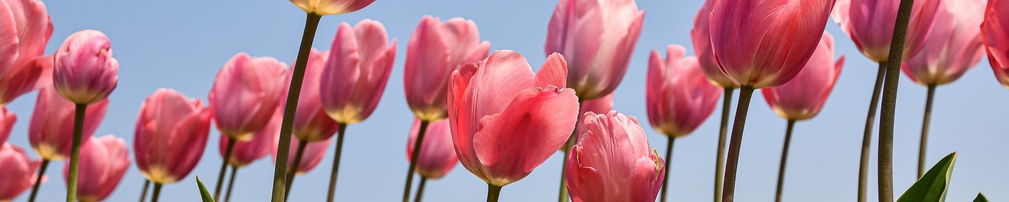 Cover photo for Shalie Dawn Lipp's Obituary