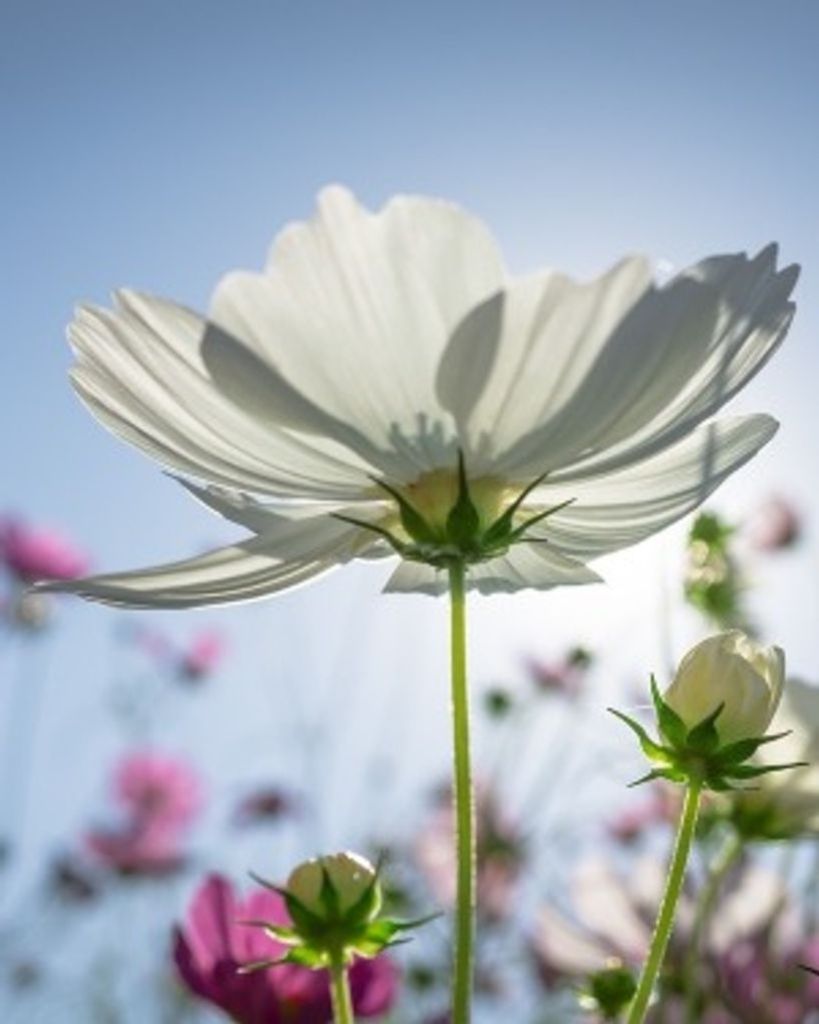 Anita Swanson Profile Photo