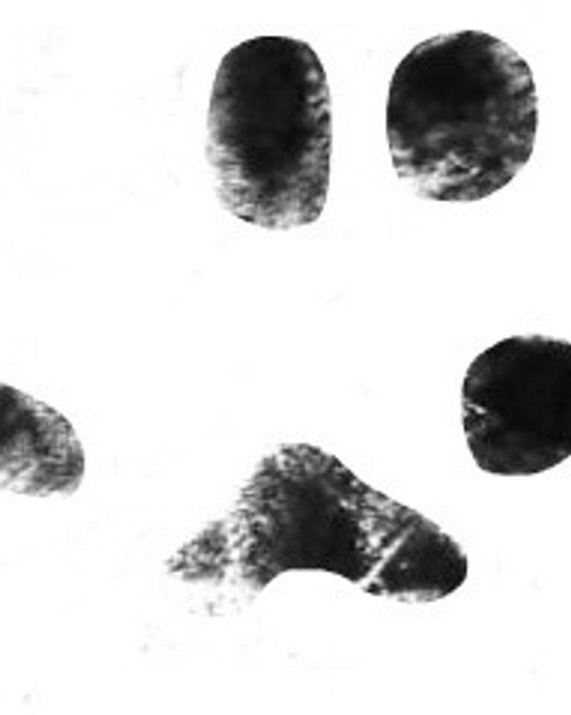 Finn Pratt Profile Photo