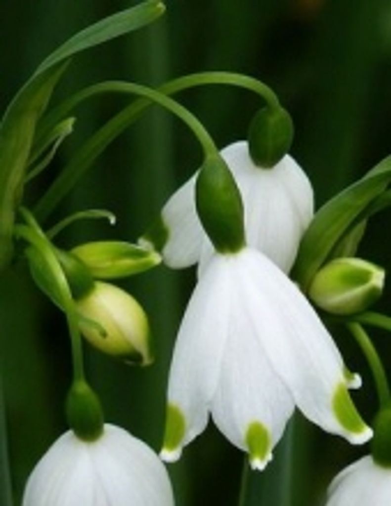 Beverly Jane Eckhoff