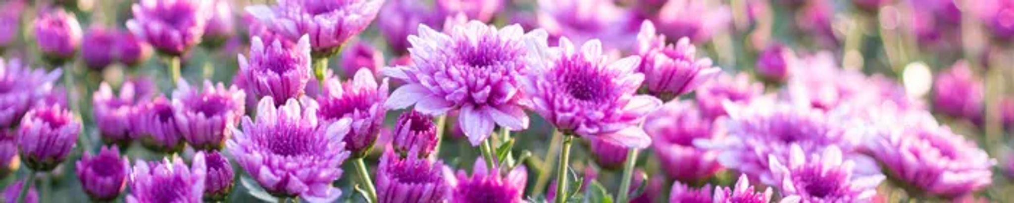 Cover photo for Jeanette E. Fullenkamp's Obituary
