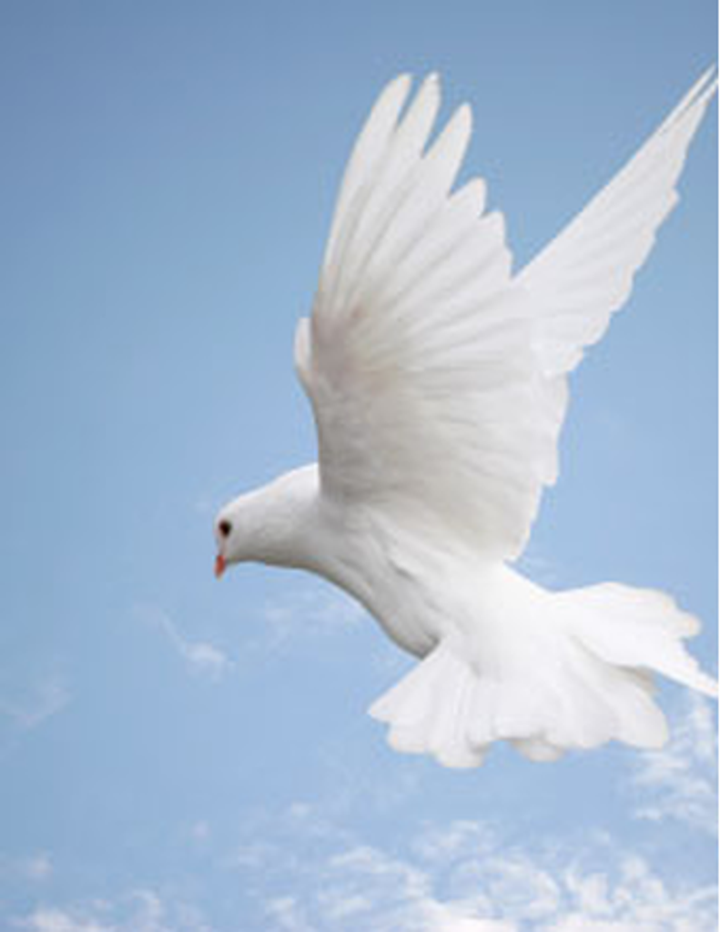 Dorothy E. (Schaefer) Leis