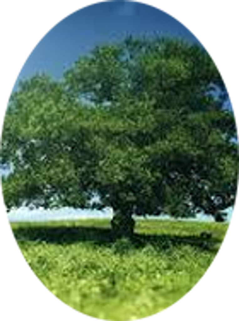 Hope Holt Profile Photo
