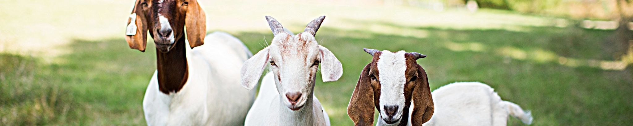 Cover for Mariglayne Hopper's Obituary