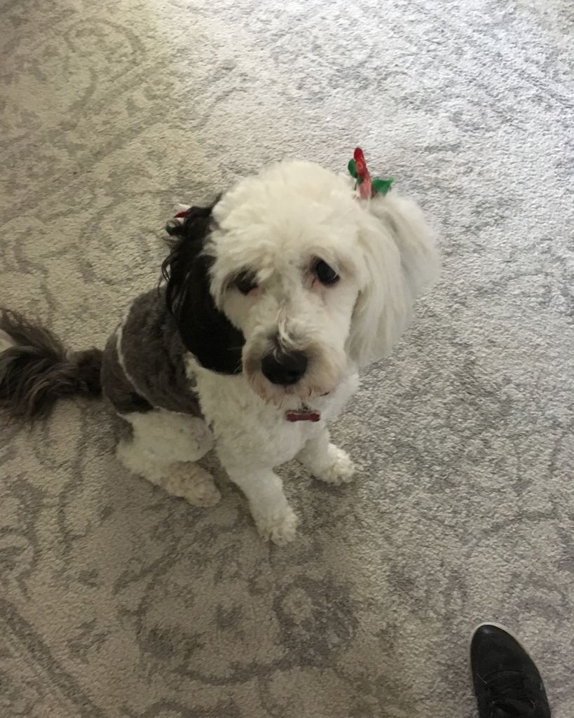 Georgie Pippa