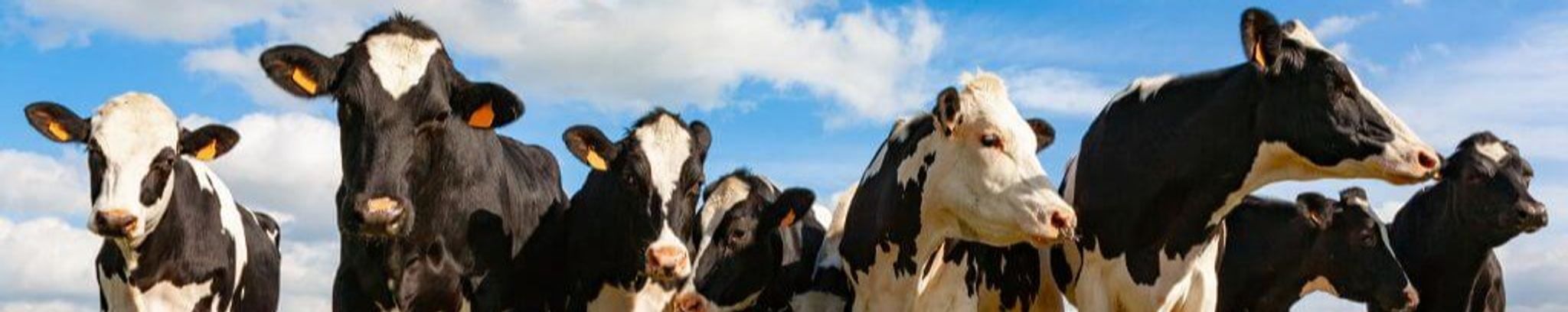 Cover for Randy Gerald Bock's Obituary