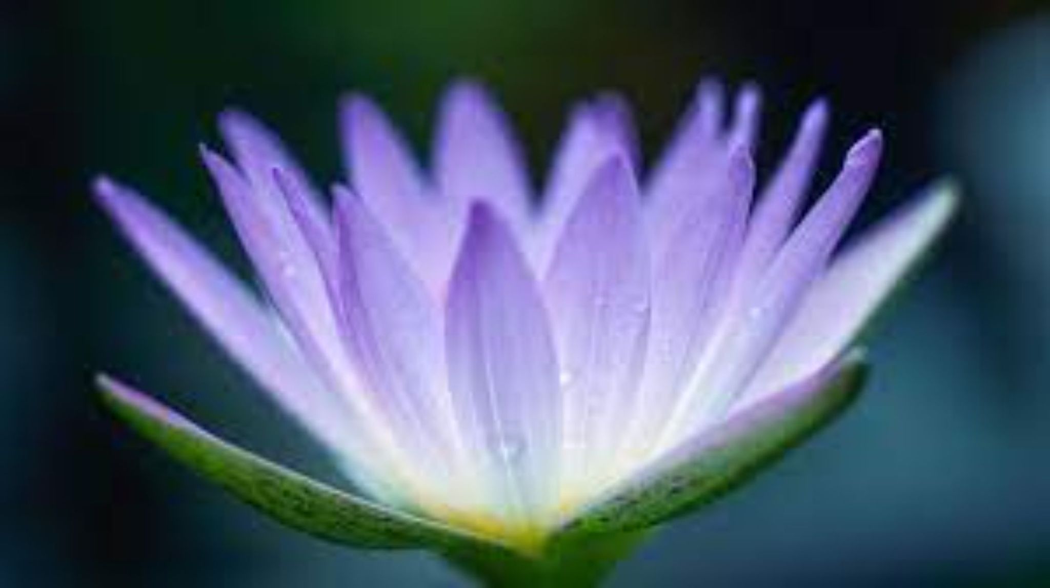 Cover photo for Sandra  Strickland's Obituary