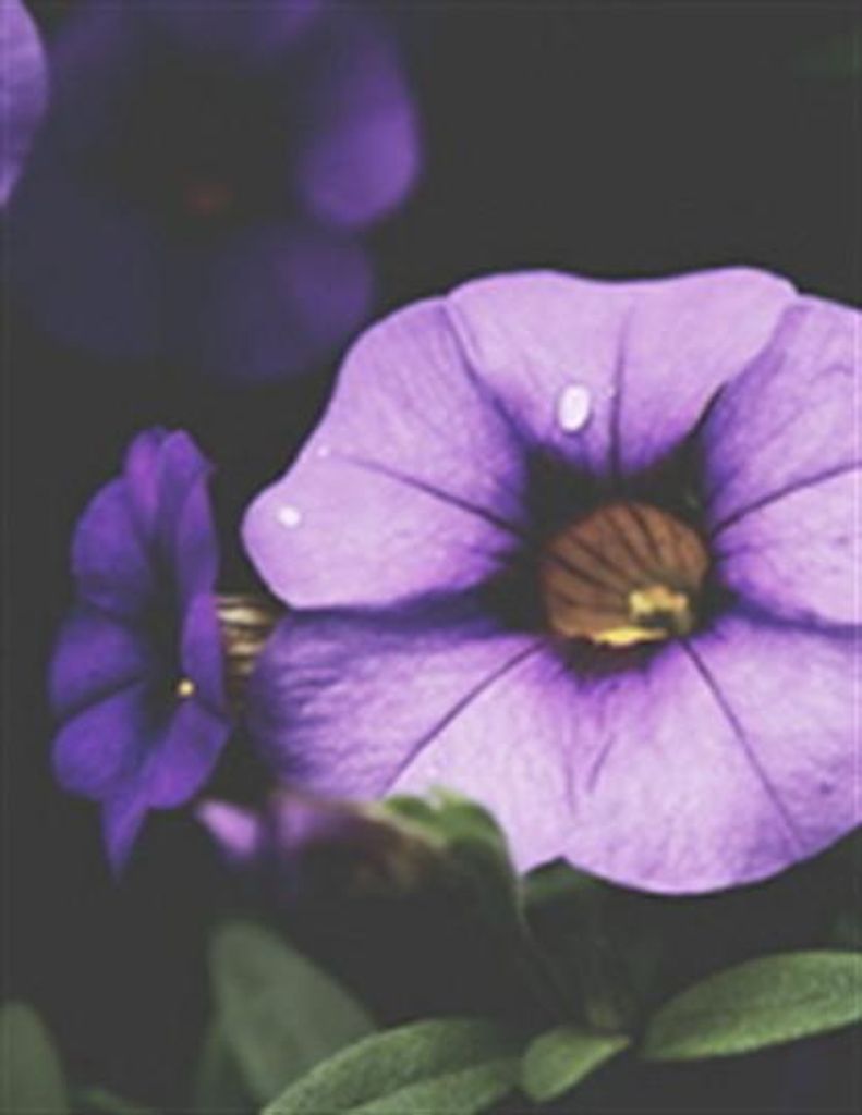 Luanne Louise Weaver Profile Photo