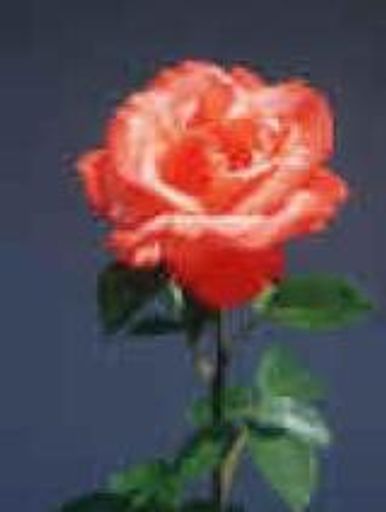 Gladys  May (Lecras)  Vale Profile Photo