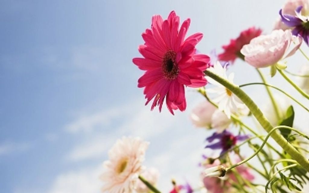 Helene Joyce Tillotson Hall