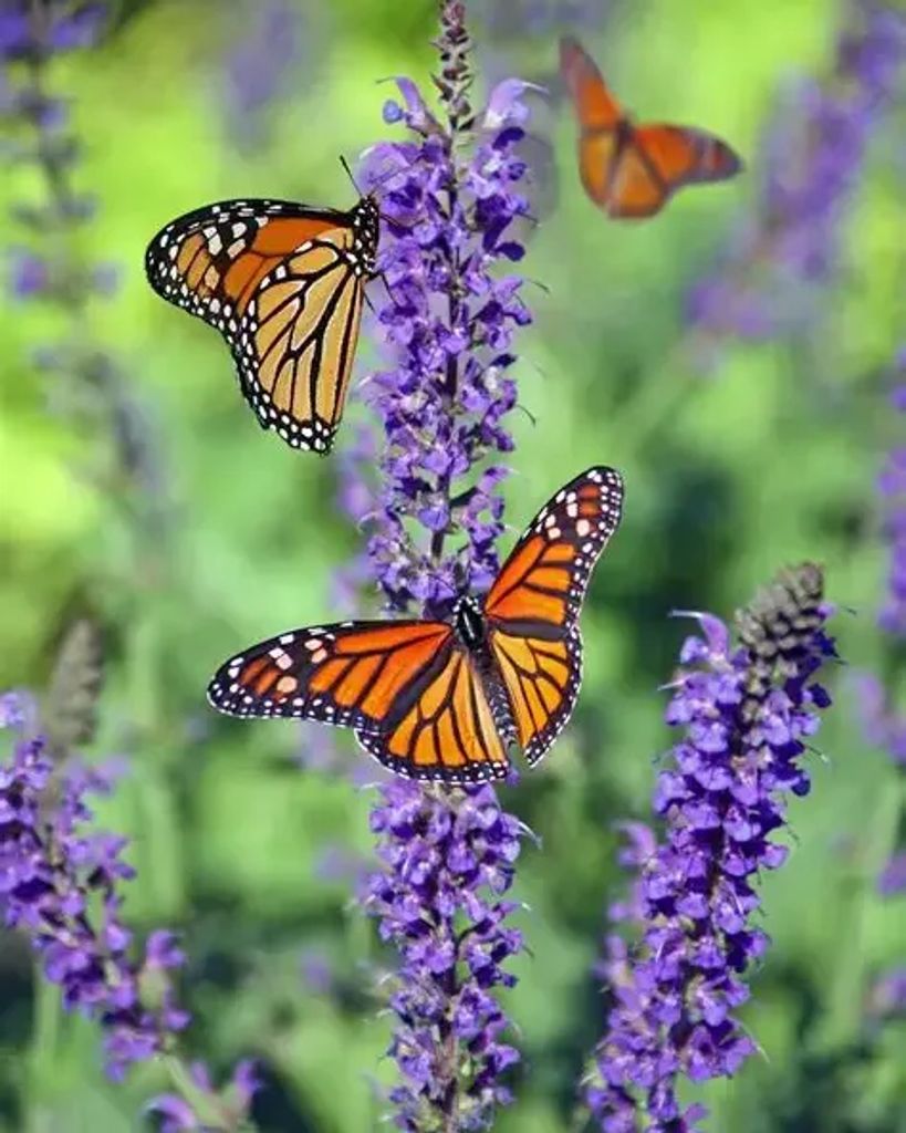 Wendy Gail (Race) Roark Profile Photo