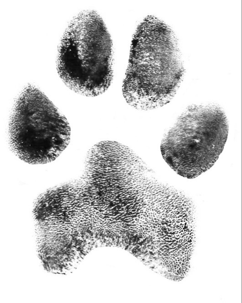 Titan Oshields Profile Photo