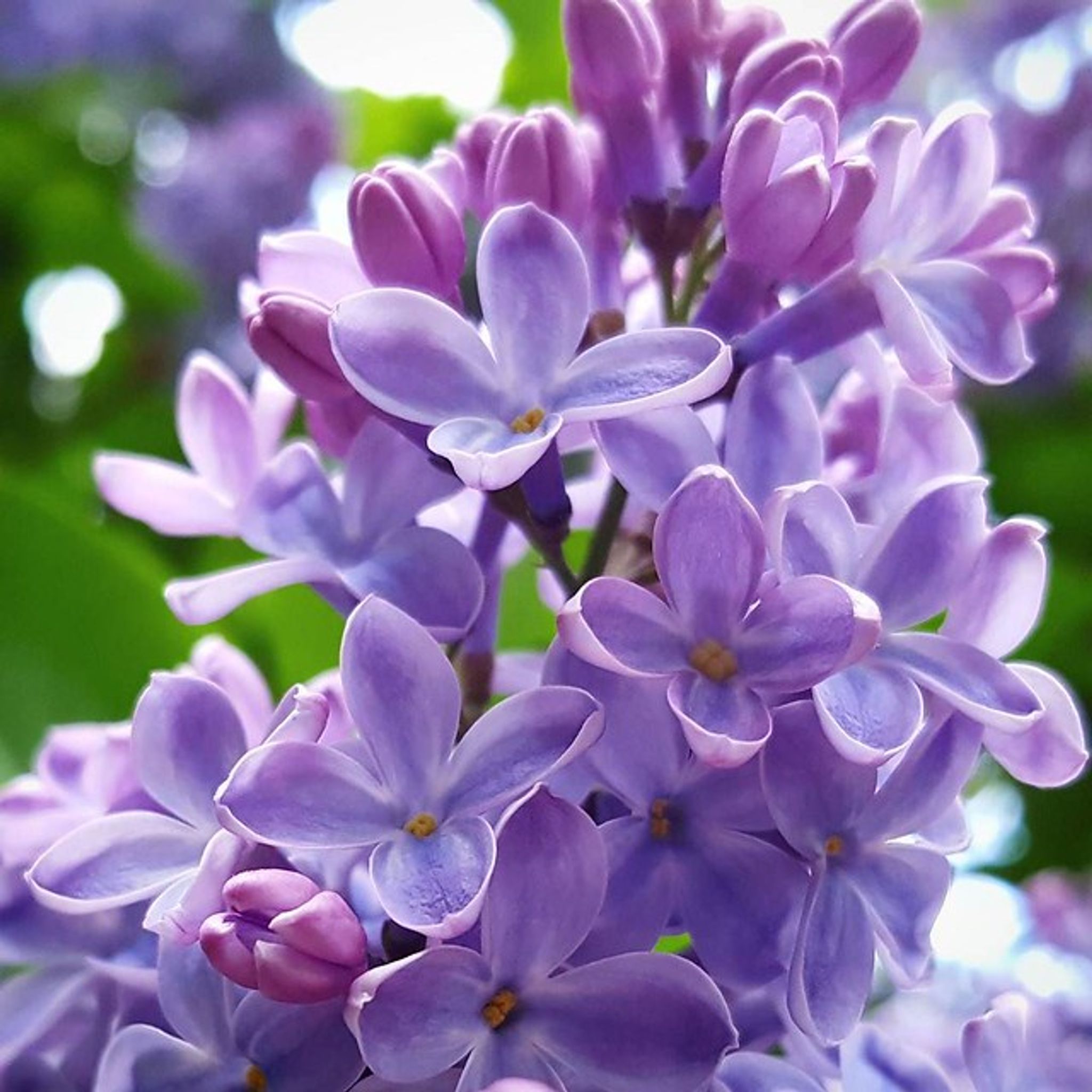Cover photo for Titina Olds's Obituary