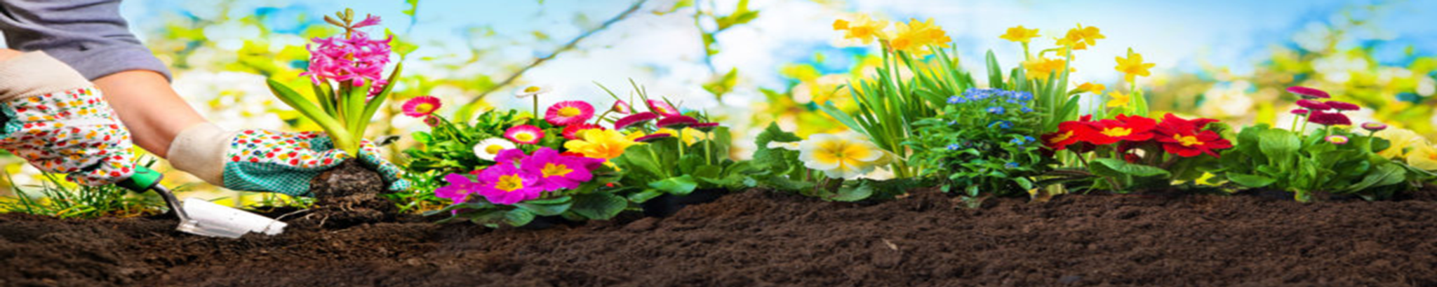 Cover photo for Marla Jeane Park's Obituary