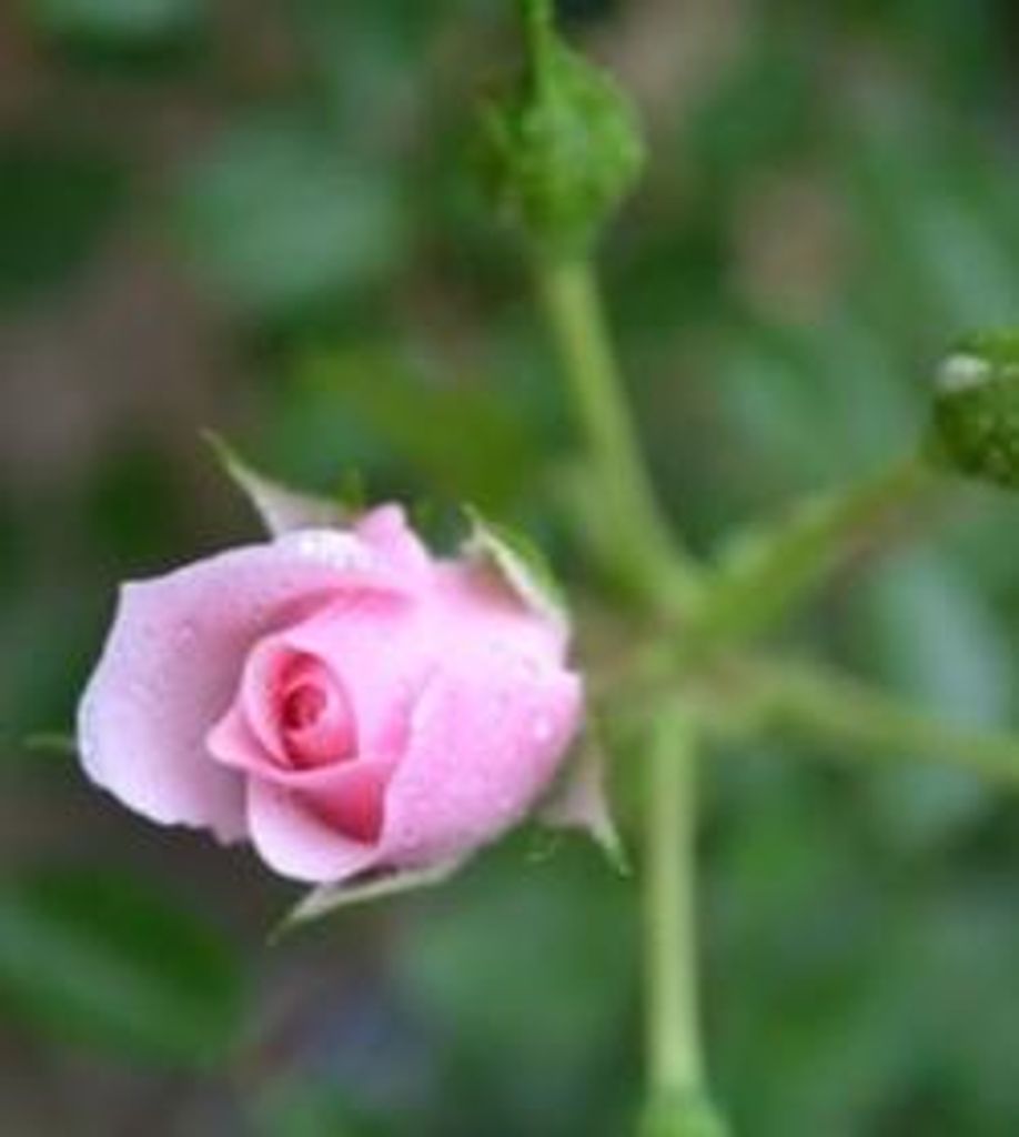 Shirley Pasquarett Trapp