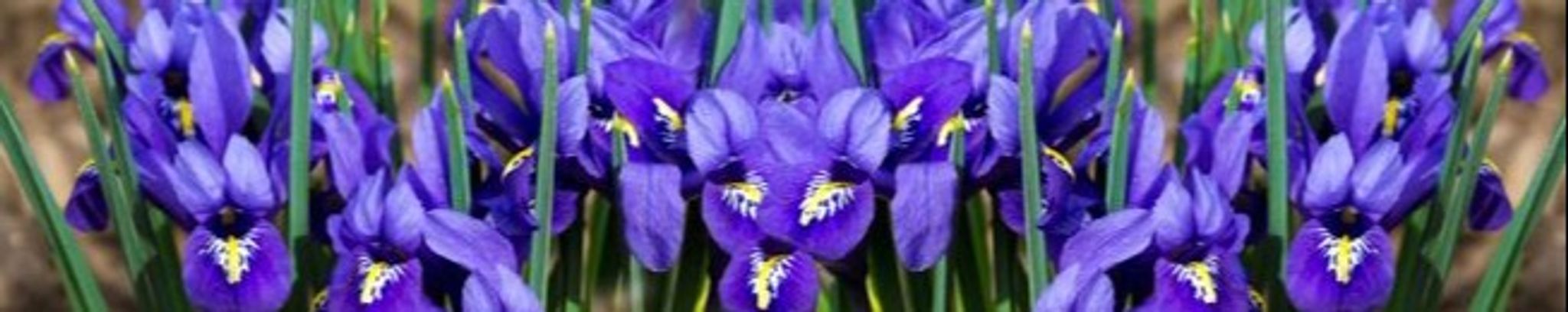 Cover photo for Barbara F. Wortman's Obituary