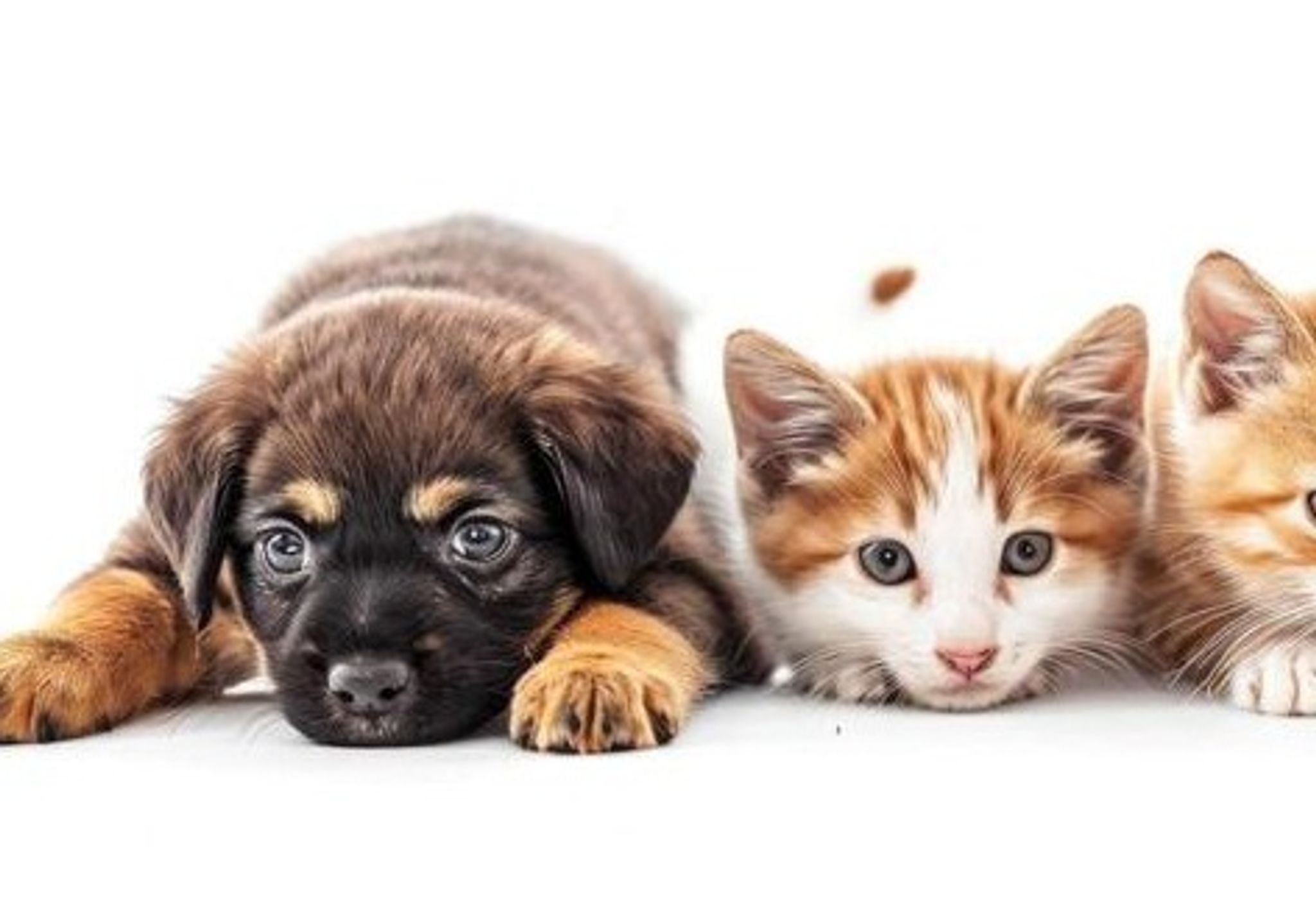 Cover for Barbara Ann Dowling's Obituary