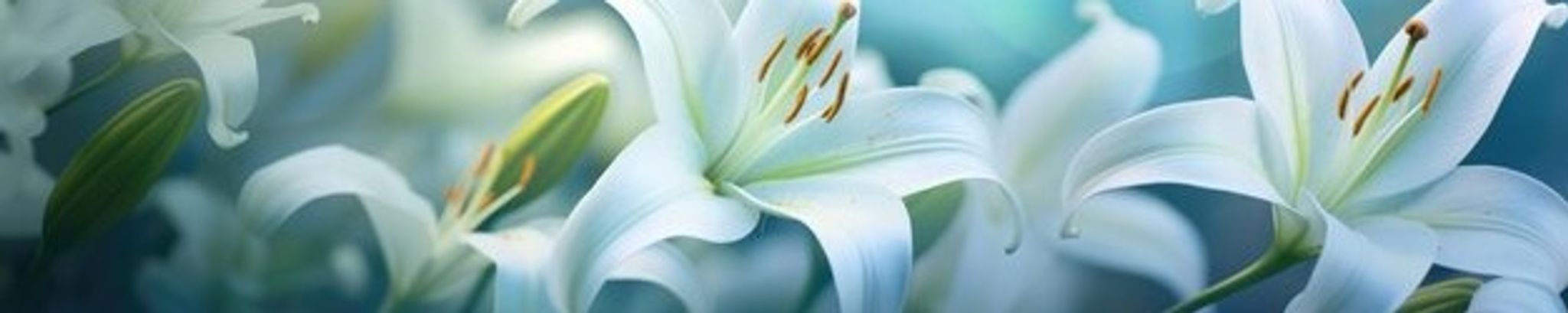 Cover photo for Nancy Louise Evans Frusha's Obituary
