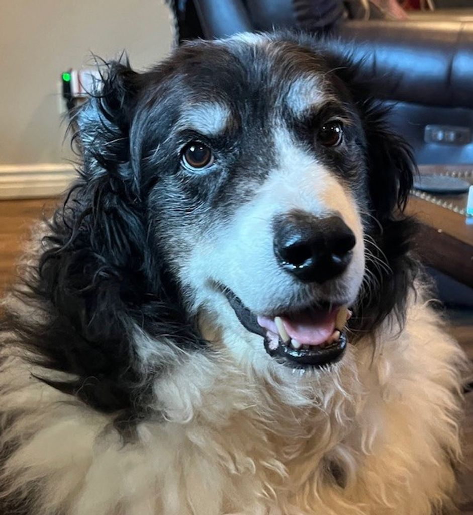 Ace Canada Profile Photo