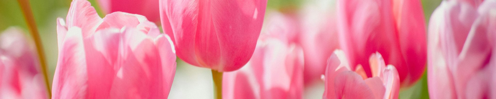 Cover for Dorothy "Dottie" Book's Obituary