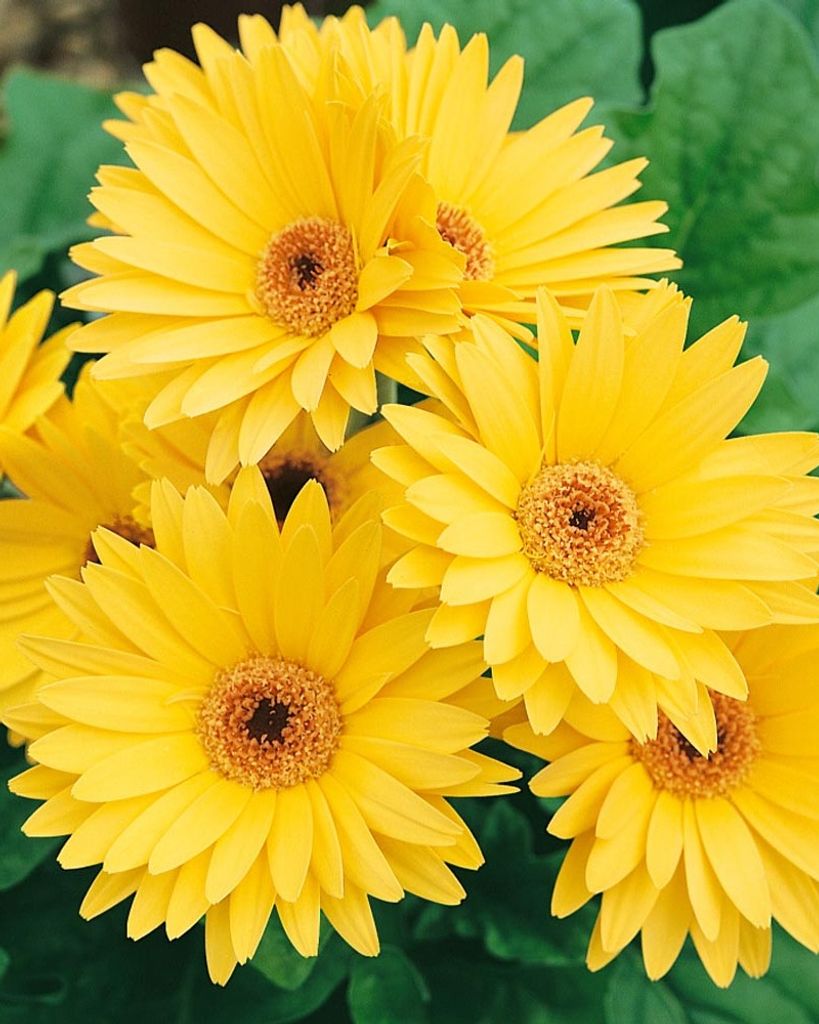 Patrena Gale Overton Profile Photo