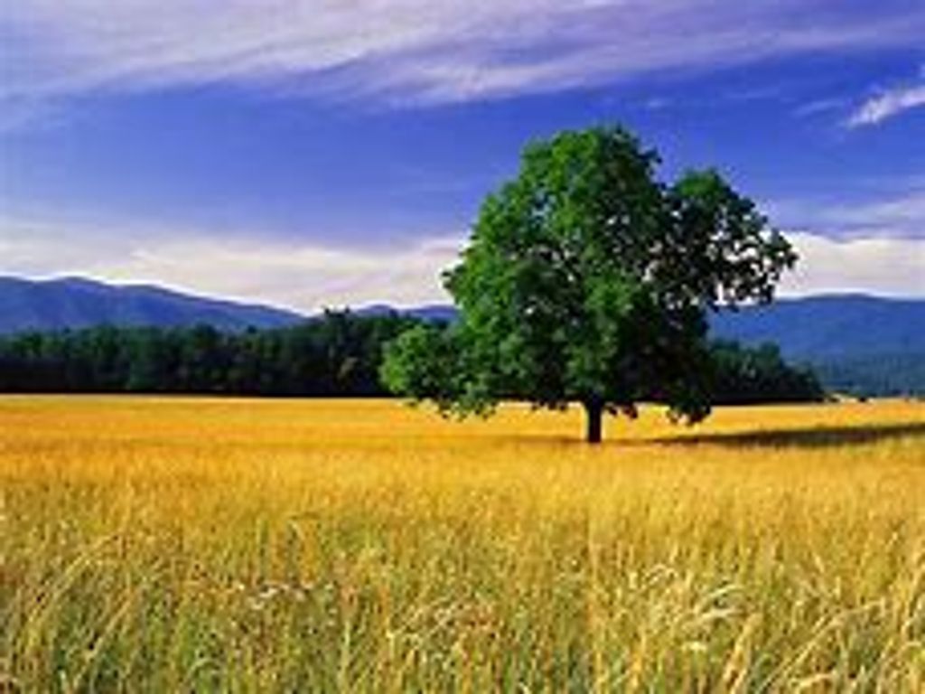 William Jesse Westwood