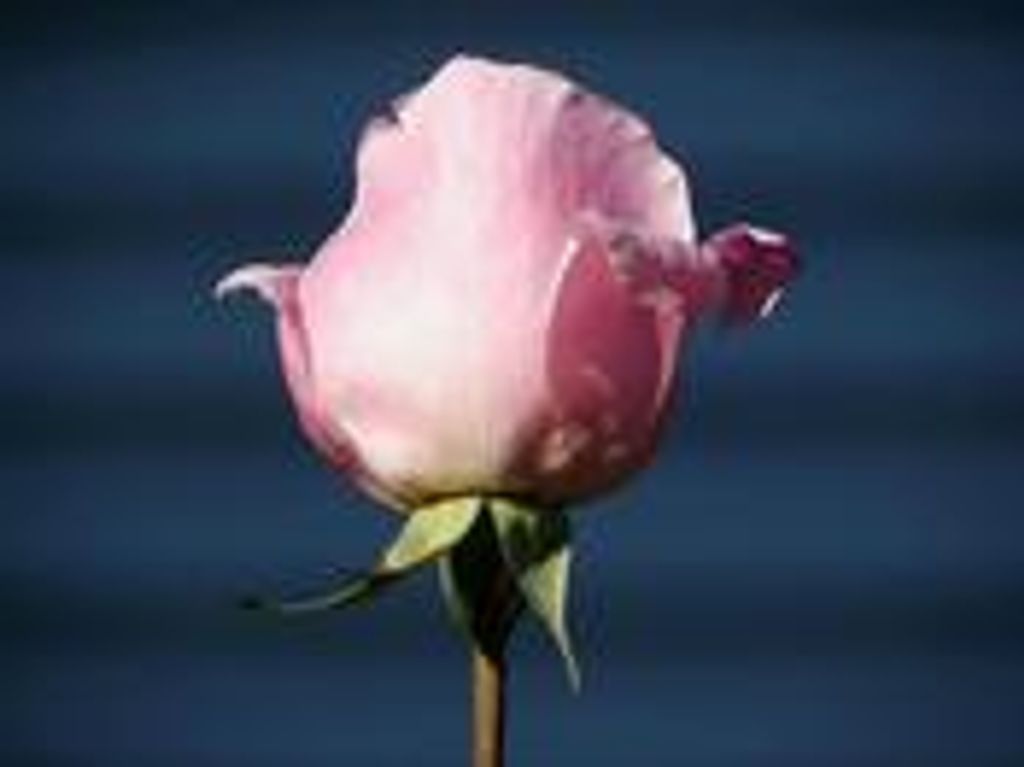 Helen Marie Debourge