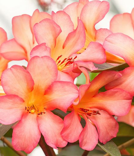 Sherry Lynn Greenawalt's obituary image
