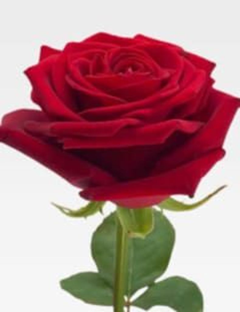 Sherita Render Profile Photo