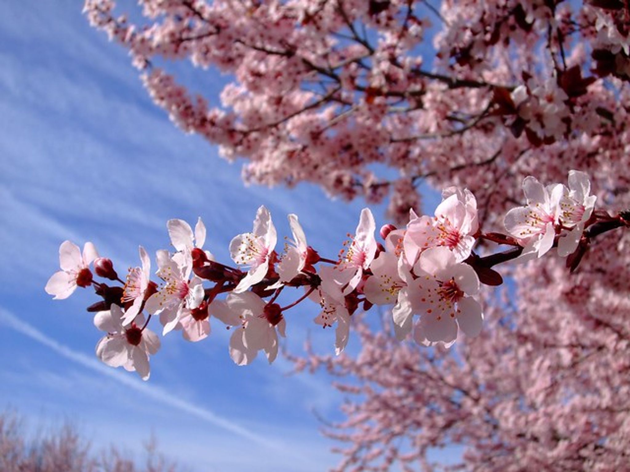 Cover photo for Fumiko "Fumi" Exner's Obituary
