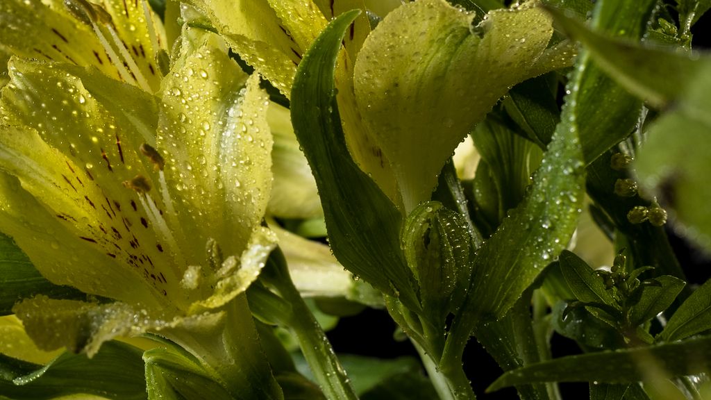 Carole Lee Widner Profile Photo