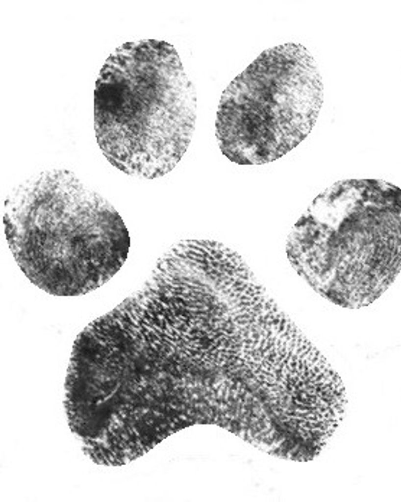 Izzie Burkhalter Profile Photo