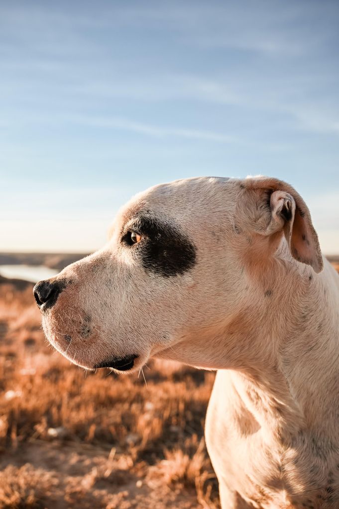 Malachi Profile Photo