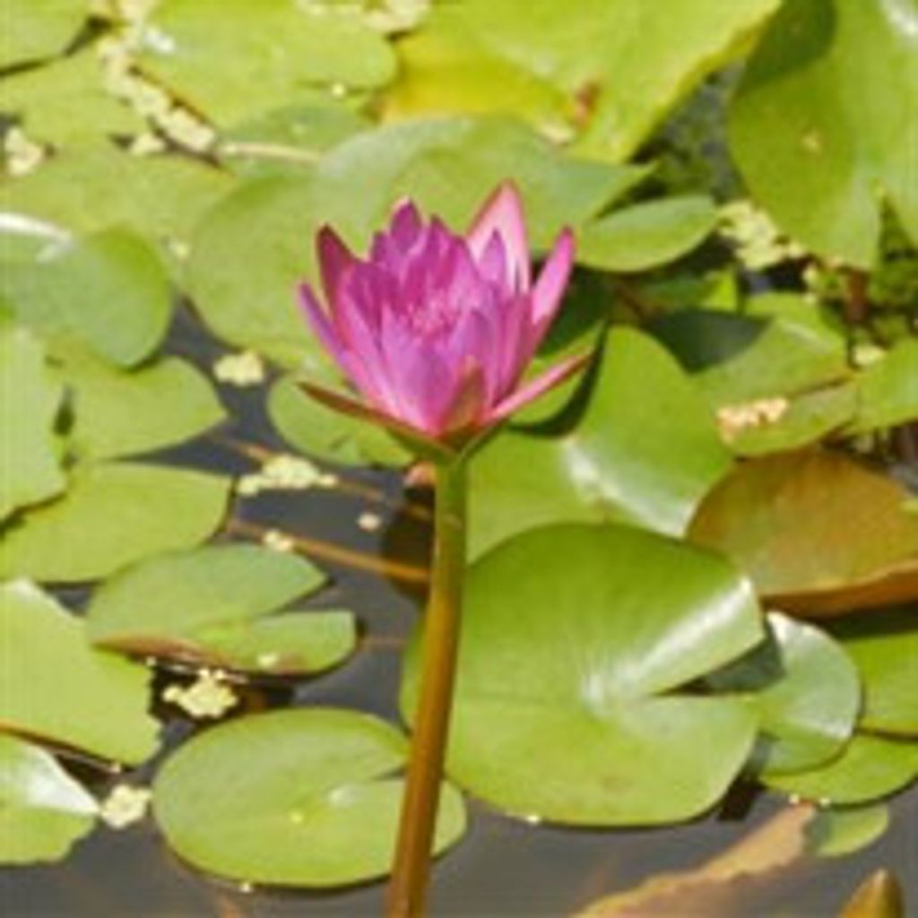 Phuoc Lam