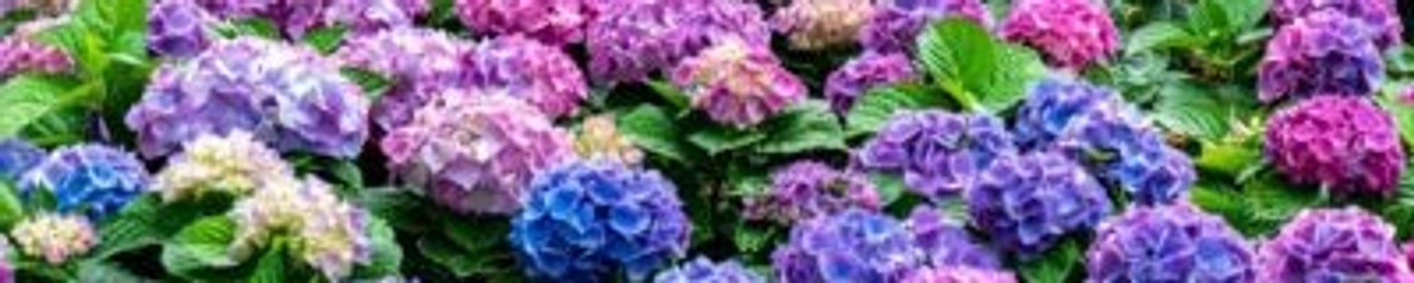 Cover photo for Marilyn Getzow's Obituary