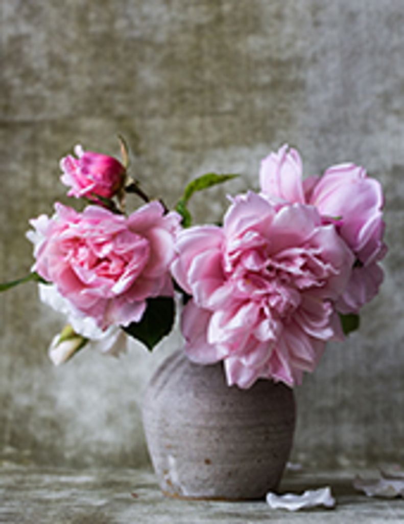 Helen Louise Arflin Profile Photo