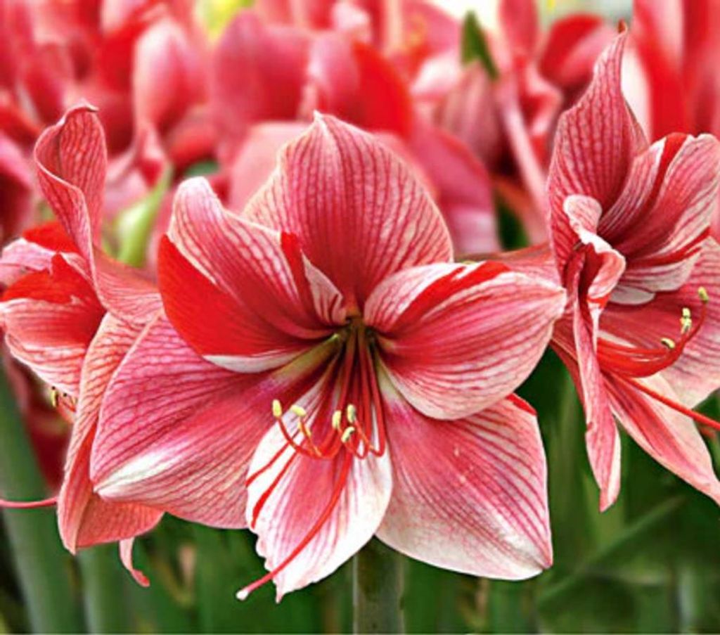 Russell M. Earliwine Jr.